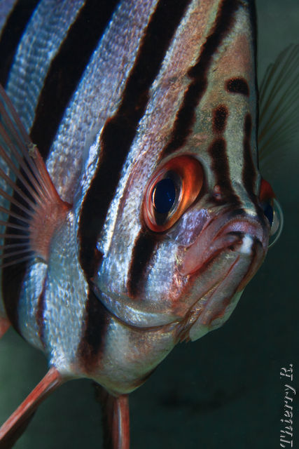 Enoplosus armatus - Old Wife - Shark Point