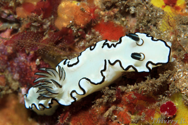 Glossodoris atromarginata - Black Margined Glossodoris - Shark P