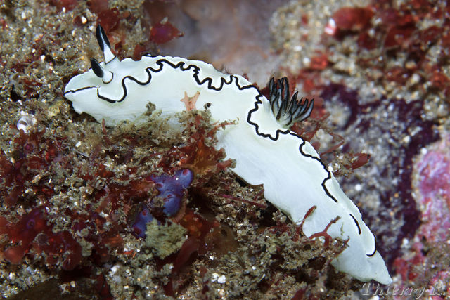 Glossodoris atromarginata - Black Margined Glossodoris - Shark P