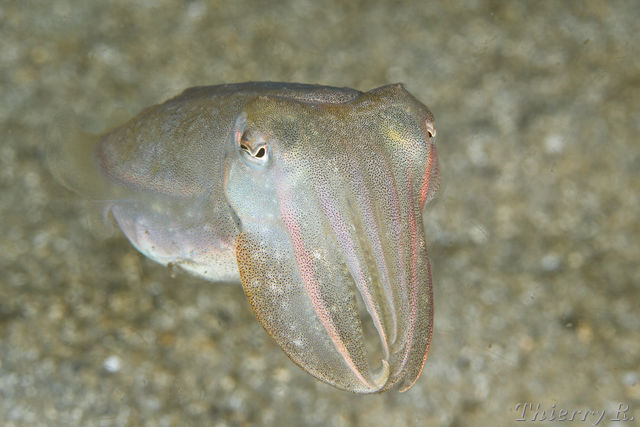 Sepia plangon - Mourning Cuttlefish - Chowder Bay