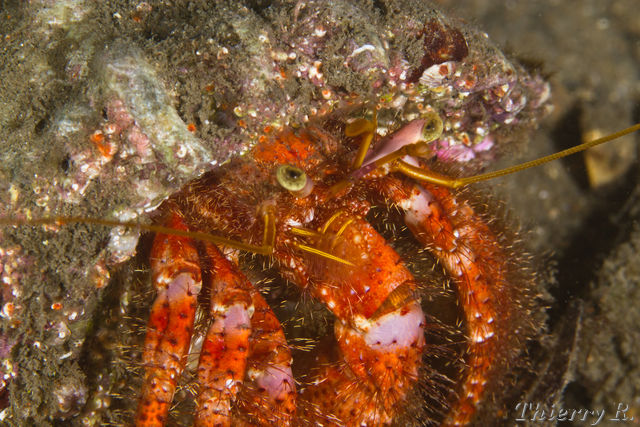 Dardanus lagopodes - Hairy Red Hermit Crab - Parsley Bay