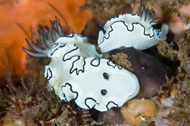 Glossodoris atromarginata - Black Margined Glossodoris - Shark P