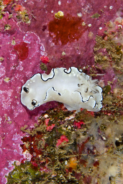 Glossodoris atromarginata - Black Margined Glossodoris - Shark P
