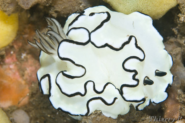 Glossodoris atromarginata - Black Margined Glossodoris - Shiproc