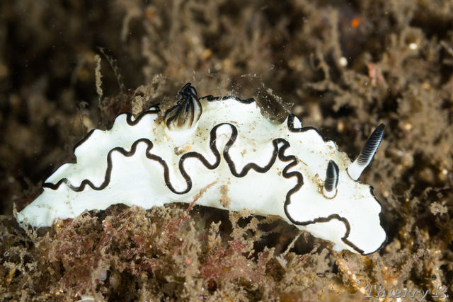 Glossodoris atromarginata - Black Margined Glossodoris - Bare Is