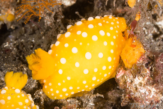 Neodoris chrysoderma - Neodoris chrysoderma - Bare Island