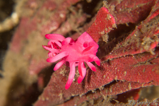 Okenia atkinsonorum - Okenia atkinsonorum - Bare Island