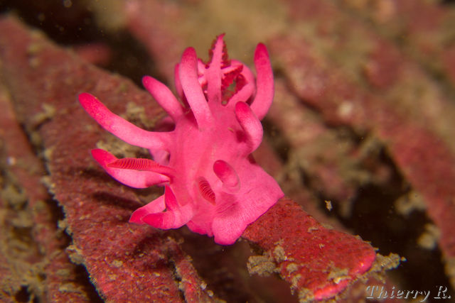 Okenia atkinsonorum - Okenia atkinsonorum - Bare Island