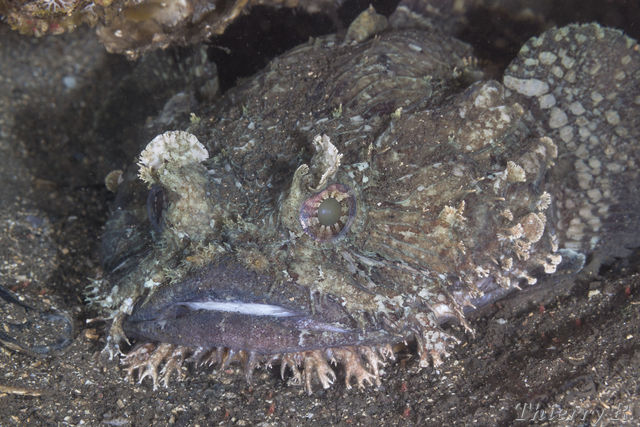 Batrachomoeus dubius - Eastern Frogfish - Bare Island