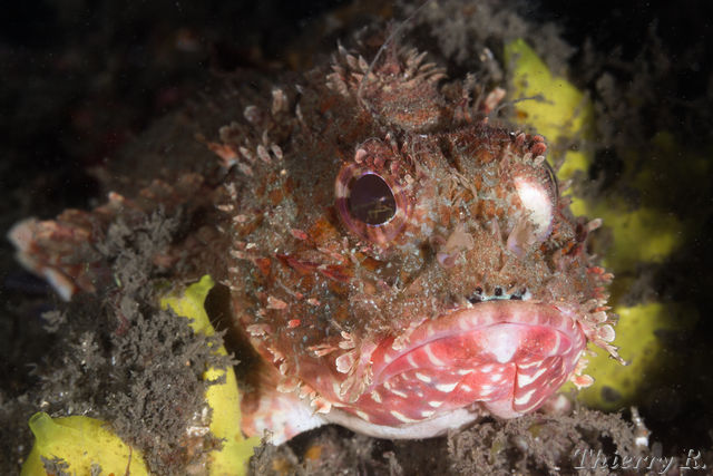 Scorpaena cardinalis - Red Rock Cod - Bare Island