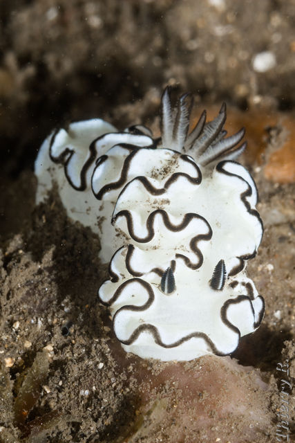Glossodoris atromarginata - Black Margined Glossodoris - Bare Is
