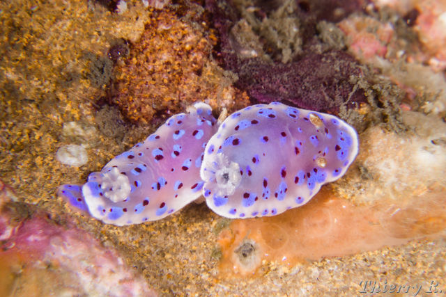 Chromodoris thompsoni - Chromodoris thompsoni - Bare Island