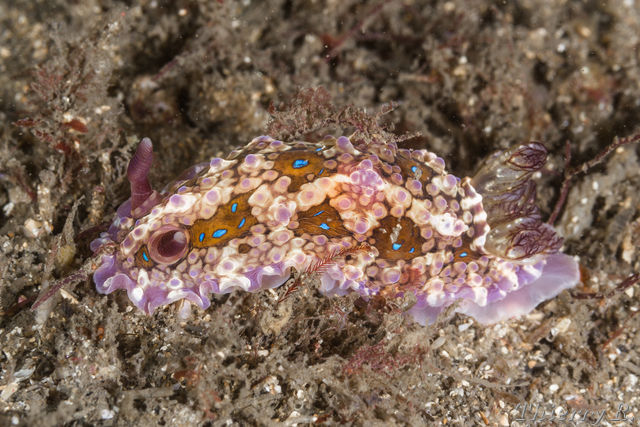 Dendrodoris denisoni - Dendrodoris denisoni - Bare Island