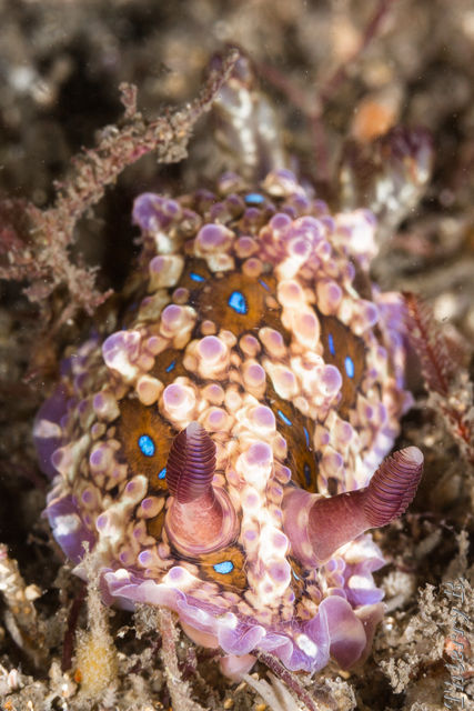 Dendrodoris denisoni - Dendrodoris denisoni - Bare Island