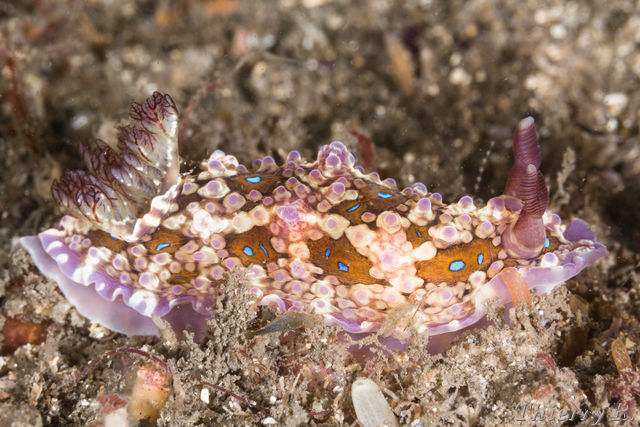 Dendrodoris denisoni - Dendrodoris denisoni - Bare Island