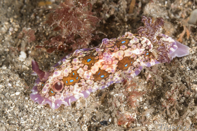Dendrodoris denisoni - Dendrodoris denisoni - Bare Island