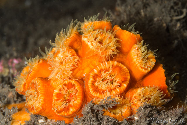 Anemone - Anemone - Bare Island