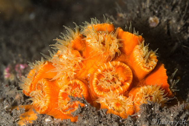 Anemone - Anemone - Bare Island
