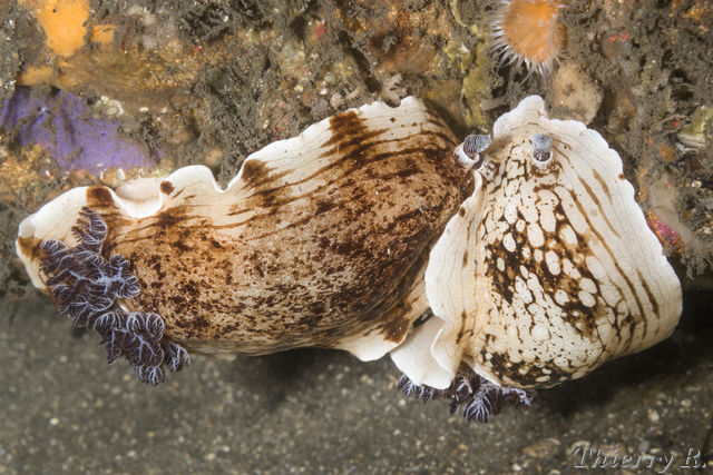 Aphelodoris varia - Variable Aphelodoris - Bare Island