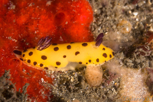 Jorunna sp - Black Spot Jorunna - Bare Island