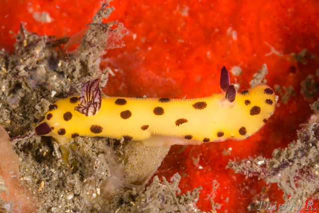Jorunna sp - Black Spot Jorunna - Bare Island