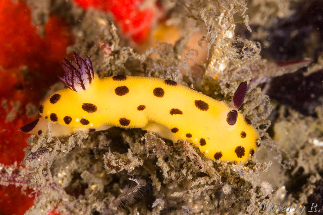 Jorunna sp - Black Spot Jorunna - Bare Island