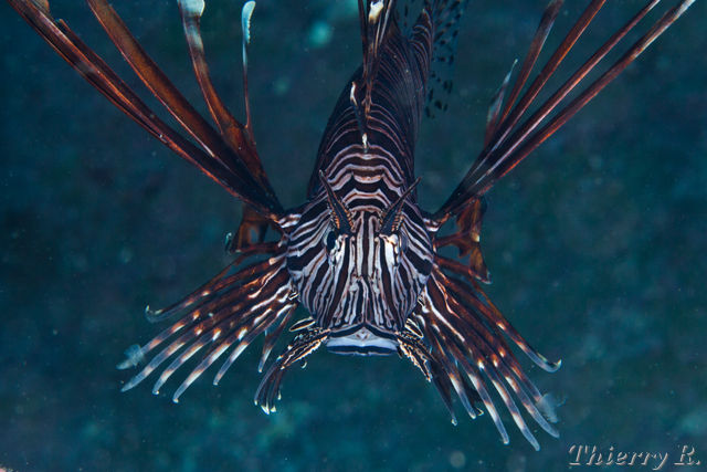Pterois volitans - Lionfish - Shark Point