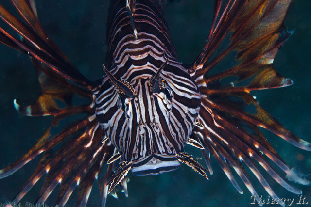 Pterois volitans - Lionfish - Shark Point