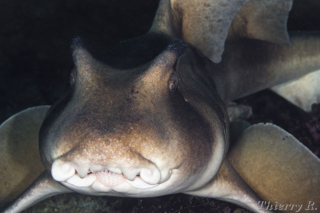 Heterodontus galeatus - Crested Horn Shark - Shark Point