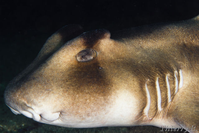 Heterodontus galeatus - Crested Horn Shark - Shark Point
