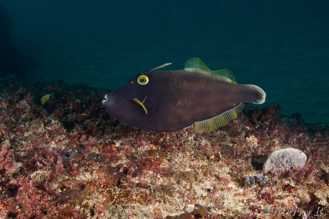 Eubalichthys bucephalus - Black Reef Leatherjacket - Shark Point