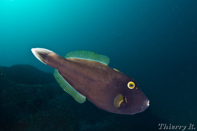 Eubalichthys bucephalus - Black Reef Leatherjacket - Shark Point
