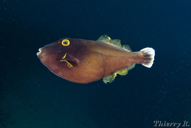 Eubalichthys bucephalus - Black Reef Leatherjacket - Shark Point