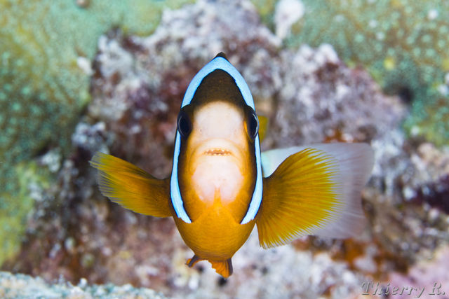 Amphiprion clarkii - Clarks Anemonefish - Challenger Bay