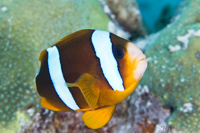Amphiprion clarkii - Clarks Anemonefish - Challenger Bay