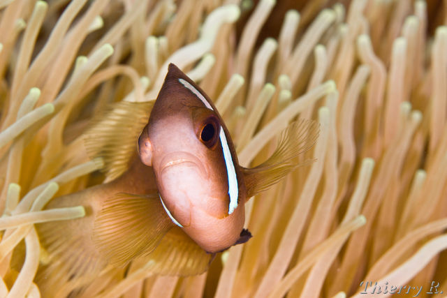 Amphiprion clarkii - Clarks Anemonefish - Admiral Anchor