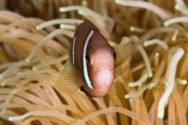 Amphiprion clarkii - Clarks Anemonefish - Admiral Anchor