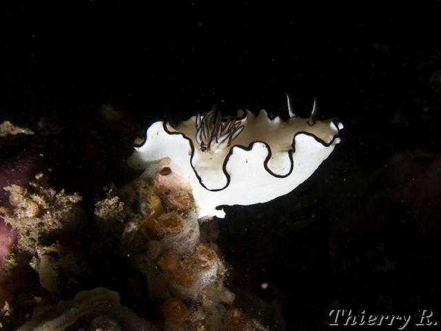 Glossodoris atromarginata - Black Margined Glossodoris - Shiproc