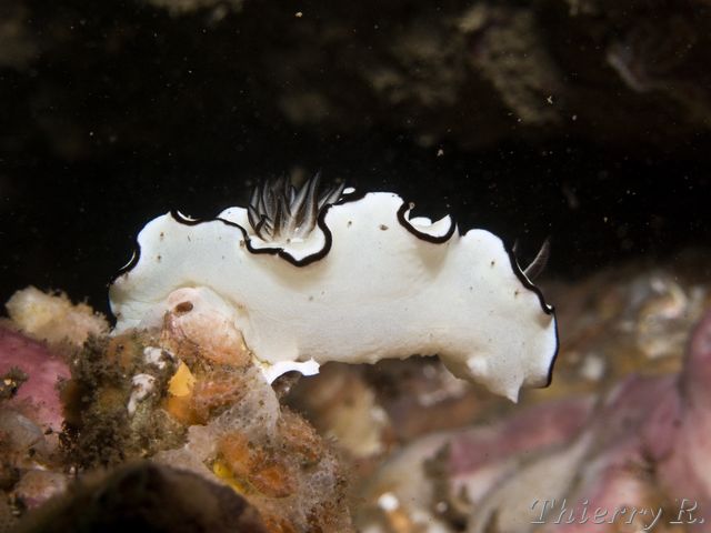 Glossodoris atromarginata - Black Margined Glossodoris - Shiproc