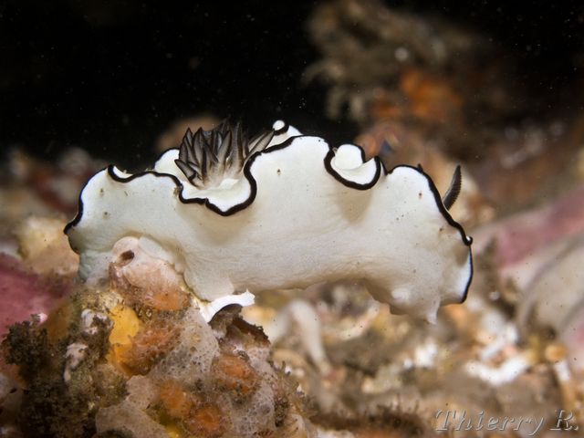 Glossodoris atromarginata - Black Margined Glossodoris - Shiproc