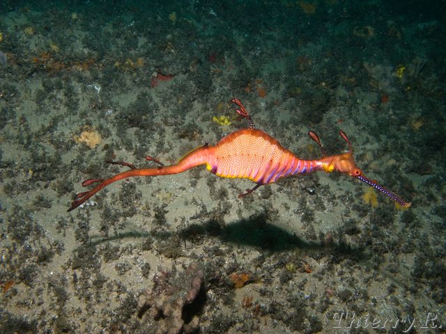 Phyllopteryx taeniolatus - Weedy Seadragon - Bare Island