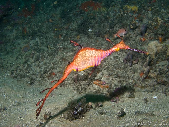 Phyllopteryx taeniolatus - Weedy Seadragon - Bare Island