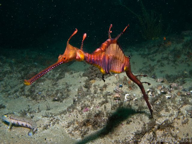 Phyllopteryx taeniolatus - Weedy Seadragon - Bare Island