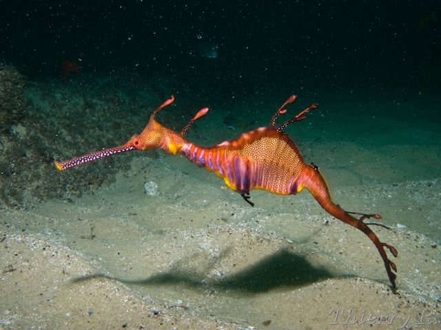 Phyllopteryx taeniolatus - Weedy Seadragon - Bare Island