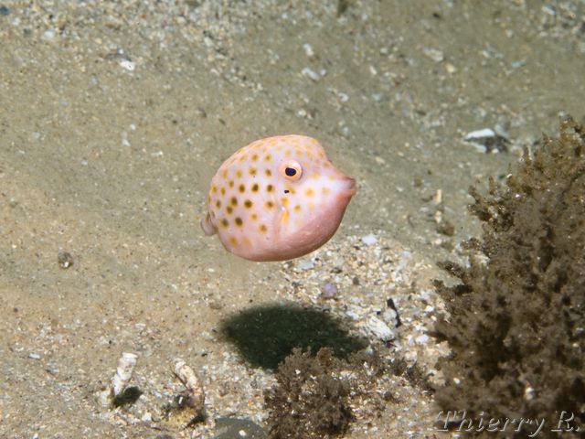 Anoplocapros inermis - Eastern Smooth Boxfish - Bare Island