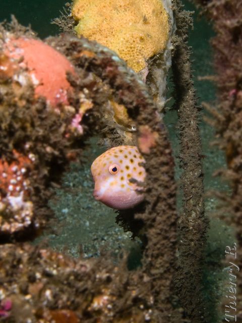 Anoplocapros inermis - Eastern Smooth Boxfish - Bare Island