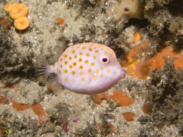 Anoplocapros inermis - Eastern Smooth Boxfish - Bare Island