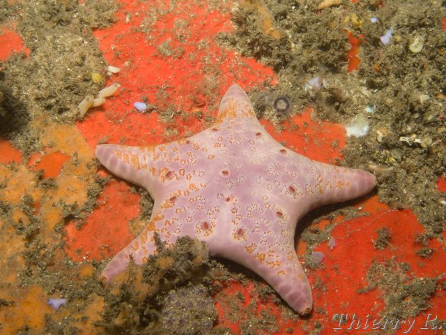 Petricia vernicina - Velvet Seastar - Bare Island