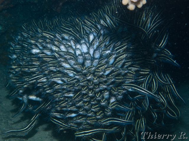Plotosus lineatus - Striped Catfish - Bare Island