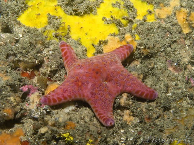 Petricia vernicina - Velvet Seastar - Bare Island